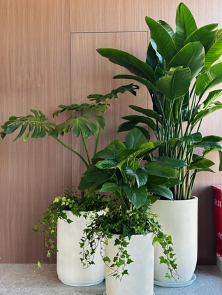 了解宁波杭州湾植物出租，焕新您的空间环境